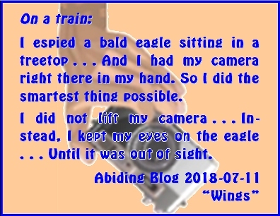 On the train: I espied a bald eagle sitting in a treetop ... And I had my camera right there in my hand. So I did the smartest thing possible. I did not lift my camera ... Instead, I kept my eyes on the eagle ... Until it was out of sight. #BaldEagle #EyesOnTheEagle #AbidingBlog2018Wings